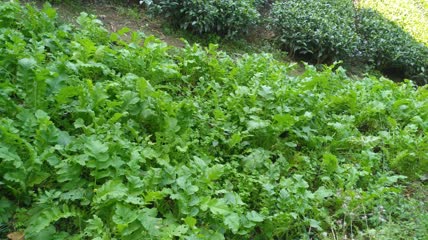 萝卜菜菜地4K实拍视频(2)