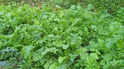 萝卜菜菜地4K实拍视频(6)