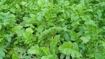 萝卜菜菜地4K实拍视频(7)