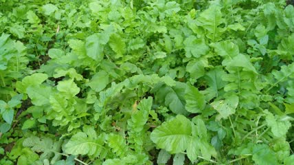 萝卜菜菜地4K实拍视频(8)