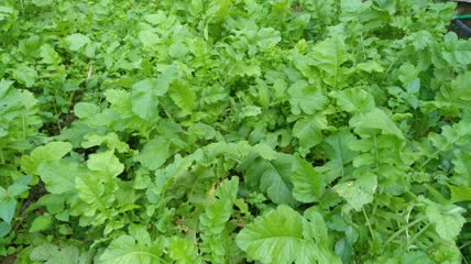 萝卜菜菜地4K实拍视频(9)
