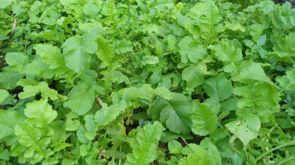 萝卜菜菜地4K实拍视频(14)