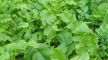 萝卜菜菜地4K实拍视频(16)