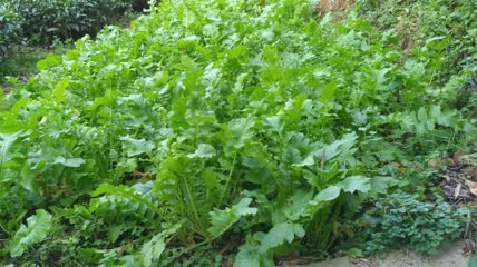 萝卜菜菜地4K实拍视频(25)