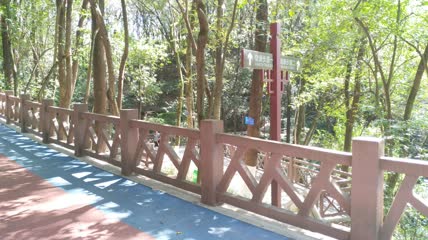 森林里的生态道路4K实拍视频(5)