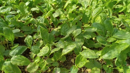 农村生态有机萝卜菜菜地4K实拍视频(1)