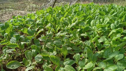 农村生态有机萝卜菜菜地4K实拍视频(10)