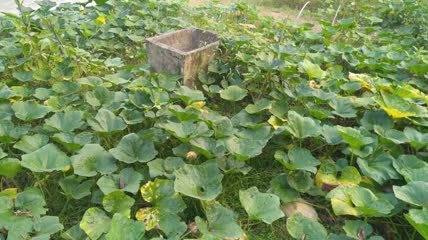农村田野的南瓜4K实拍视频（7）