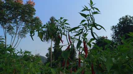 好吃的红辣椒4K实拍视频 (27)