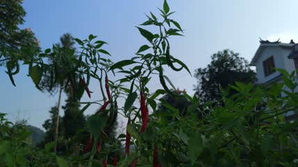 好吃的红辣椒4K实拍视频 (28)
