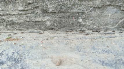 蚂蚁搬家4K实拍视频 (8)
