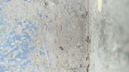 蚂蚁搬家4K实拍视频 (10)