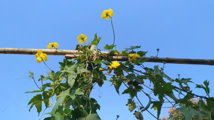 丝瓜花背景4K实拍视频（1）