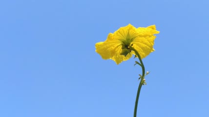 丝瓜花背景4K实拍视频（3）