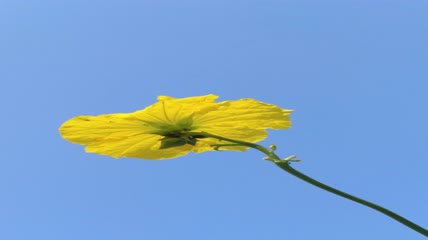丝瓜花背景4K实拍视频（4）