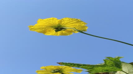 丝瓜花背景4K实拍视频（5）