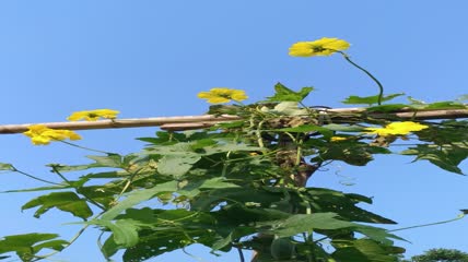 丝瓜花背景4K实拍视频（6）