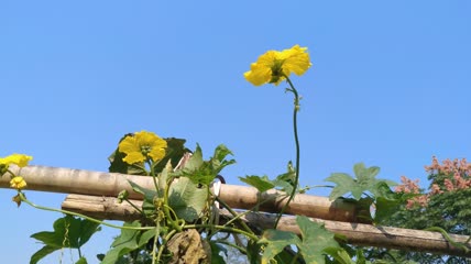 丝瓜花背景4K实拍视频（8）