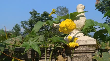 丝瓜花背景4K实拍视频（9）