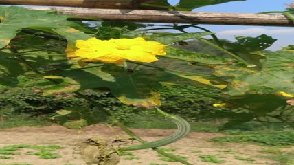 丝瓜花背景4K实拍视频（11）