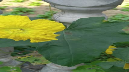 丝瓜花背景4K实拍视频（13）