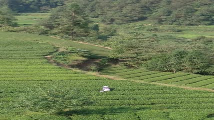 茶山茶园茶叶茶田4K实拍视频（1）