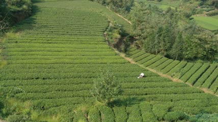 茶山茶园茶叶茶田4K实拍视频（2）