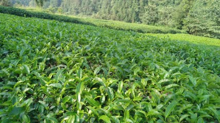 茶山茶园茶叶茶田4K实拍视频（3）