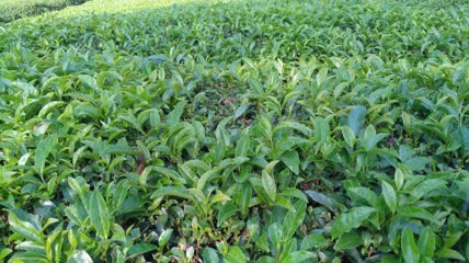 茶山茶园茶叶茶田4K实拍视频（4）