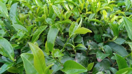 茶山茶园茶叶茶田4K实拍视频（5）