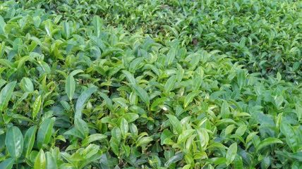 茶山茶园茶叶茶田4K实拍视频（6）