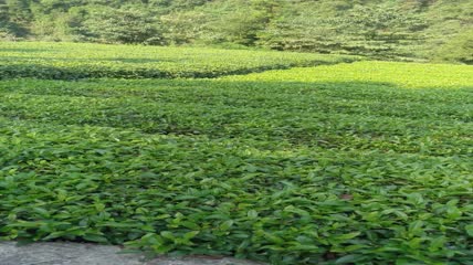 茶山茶园茶叶茶田4K实拍视频（7）