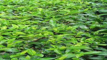 茶山茶园茶叶茶田4K实拍视频（8）