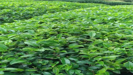 茶山茶园茶叶茶田4K实拍视频（9）