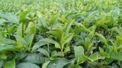 农民茶山茶园茶叶茶田采茶4K实拍视频（4）