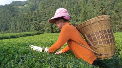 农民茶山茶园茶叶茶田采茶4K实拍视频（7）