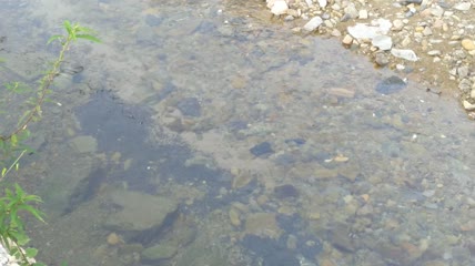 清澈的河水水流4K实拍视频 (1)