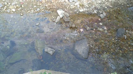 清澈的河水水流4K实拍视频 (3)