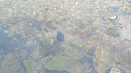 清澈的河水水流4K实拍视频 (5)