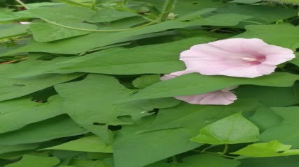 喇叭花花朵4K实拍视频（1）
