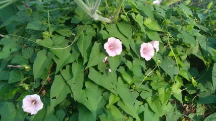 喇叭花花朵4K实拍视频（4）