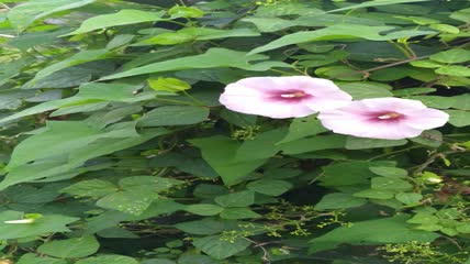 喇叭花花朵4K实拍视频（7）