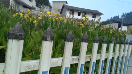 美人蕉人工湿地4K实拍视频（4）