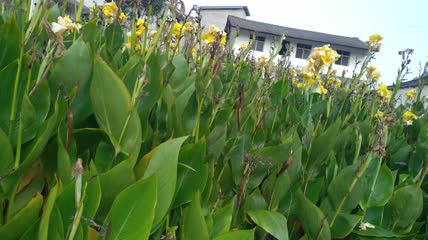 美人蕉人工湿地4K实拍视频（10）