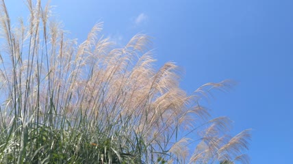 蓝天白云下的芦苇（1）
