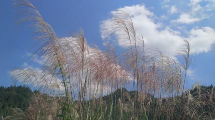 蓝天白云下的芦苇（2）