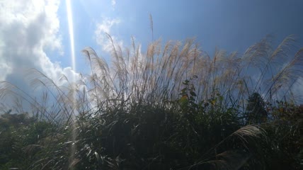 蓝天白云下的芦苇（3）