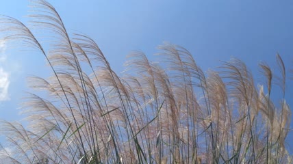 蓝天白云下的芦苇（4）