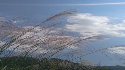 蓝天白云下的芦苇（5）