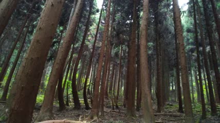 湖北省恩施市富尔山景区景色（5）